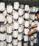 Trồng nấm theo công nghệ mới