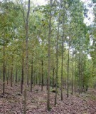 Kỹ thuật trồng rừng bạch đàn (Eucalyptus)