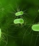 NGỘ ĐỘC THỰC PHẨM DO VI KHUẨN E.COLI