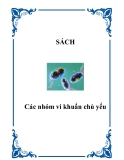 Tài liệu: Các nhóm vi khuẩn chủ yếu