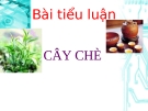 Bài tiểu luận "Cây chè"