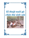 Kĩ thuật nuôi gà chăn thả sinh sản