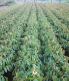 Quy trình kỹ thuật trồng rừng sao đen