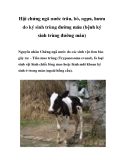 Hội chứng ngã nước trâu, bò, ngựa, hươu do ký sinh trùng đường máu