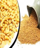 Hạt methi – Cứu tinh của người tiểu đường  