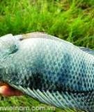 Những bệnh thông thường trên cá rô phi và biện pháp phòng trị