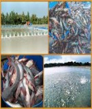 NHỮNG BẤT CẬP LIÊN QUAN ĐẾN TẬP QUÁN NUÔI TRỒNG THUỶ SẢN