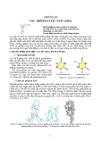 CÁC  RIBÔNUCLÊIC AXIT (ARN)