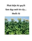 Phát hiện bí quyết làm đẹp mới từ cây... thuốc lá