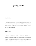 Cột sống chẻ đôi 