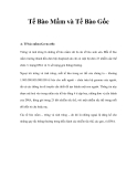 Tế Bào Mầm và Tế Bào Gốc 