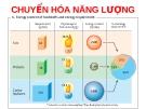 BÀI GIẢNG SINH HỌC: CHUYỂN HÓA NĂNG LƯỢNG