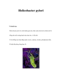 Helicobacter pylori 