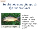 Sự phù hợp trong cấu tạo và tập tính ăn của cá