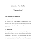 Giun sán - Sán dây lợn (Taenia solium) 