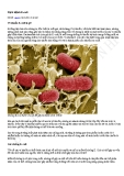 Dịch bệnh E.coli và những điều cần biết 
