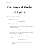 Vi sinh vật - Các nhóm vi khuẩn chủ yếu 4  