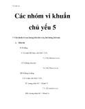 Vi sinh vật - Các nhóm vi khuẩn chủ yếu 5  