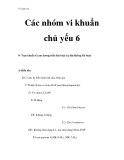 Vi sinh vật - Các nhóm vi khuẩn chủ yếu 6  