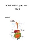 GIẢI PHẪU HỌC HỆ TIÊU HOÁ – PHẦN 1 