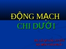 Động mạch chi dưới (Giải phẫu học)