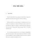 ỐNG TIÊU HÓA