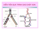  CÁC QUÁ TRÌNH SINH HỌC Ở MỨC PHÂN TỬ part 2