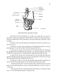 THỰC HÀNH  ĐỘNG VẬT HỌC (PHẦN HÌNH THÁI – GIẢI PHẪU) part 5