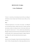 HOÀNG BÁ (Vỏ thân)  