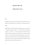 HƯƠNG NHU TÍA  