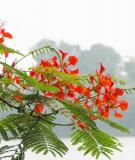 Ðề thi tuyển sinh cao đẳng khối A năm 2011 môn Vật lý - Mã đề 915