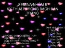 Đề tài: KỸ THUẬT TRỒNG BẠCH ĐÀN TRẮNG