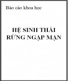 Báo cáo khoa học: Hệ sinh thái rừng ngập mặn