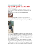 Các loài chim thuộc bộ gà part 4