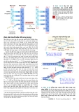 Công nghệ gene : Cơ sở phân tử của di truyền part 3