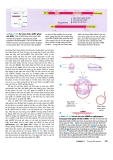 Công nghệ gene đến Protein part 3