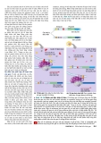 Công nghệ gene : Điều hòa biểu hiện gene part 3