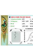 Công nghệ ADN tái tổ hợp part 3