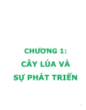 Chương 1:CÂY LÚA VÀ SỰ PHÁT TRIỂN