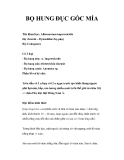 BỌ HUNG ĐỤC GỐC MÍA 