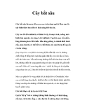 Cây bắt sâu 