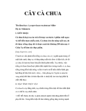 Kinh nghiệm  trồng cây cà chua 