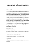 Quy trình trồng cải xa lách 