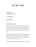 SÂU ĐỤC TRÁI 
