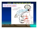 Bài giảng đại cương sinh lý tiêu hóa part 4