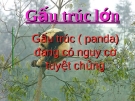 Báo cáo tiểu luận:  Gấu trúc ( panda) đang có nguy cơ tuyệt chủng