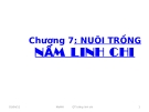 Chương 7:  Nuôi trồng nấm linh chi 