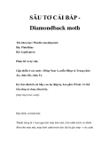 SÂU TƠ CẢI BẮP 