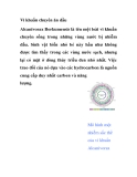 Vi khuẩn chuyên ăn dầu 
