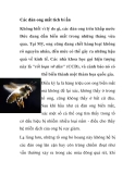 Các đàn ong mất tích bí ẩn 